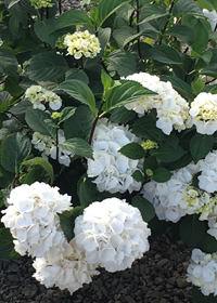 Hydrangea macrophylla Onyx 'Zebra'